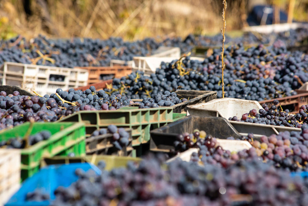 Caja de País, Maturana Wines, Patel