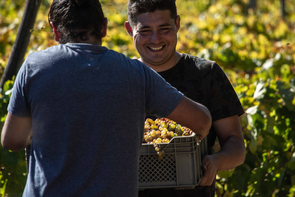 Caja de País, Maturana Wines, Patel