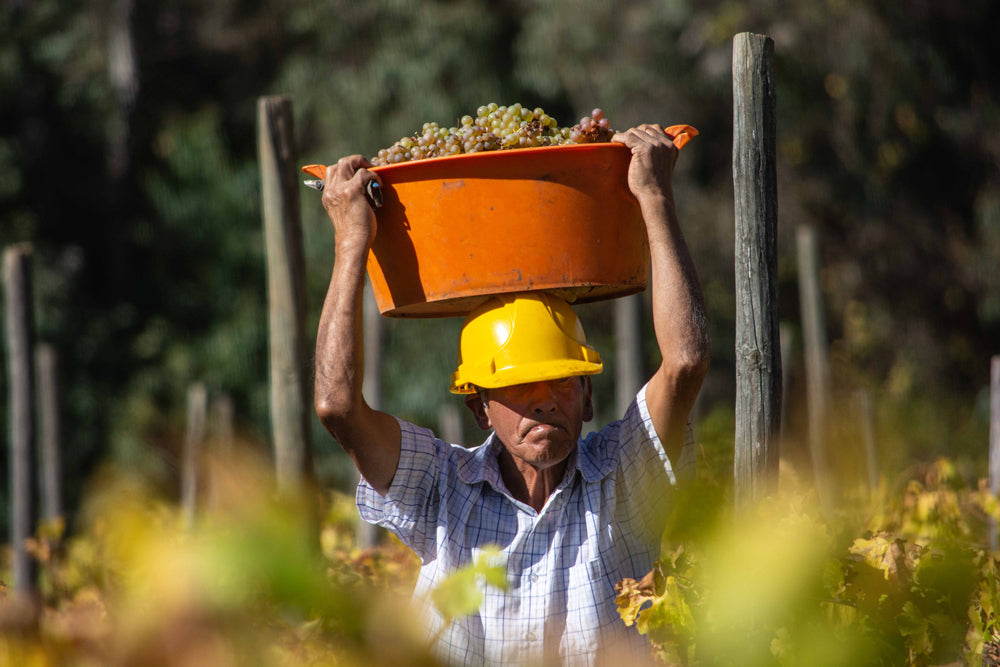 Caja de País, Maturana Wines, Patel