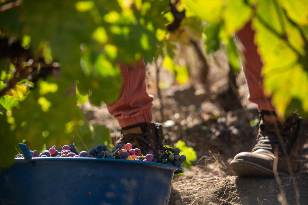 Caja de País, Maturana Wines, Patel