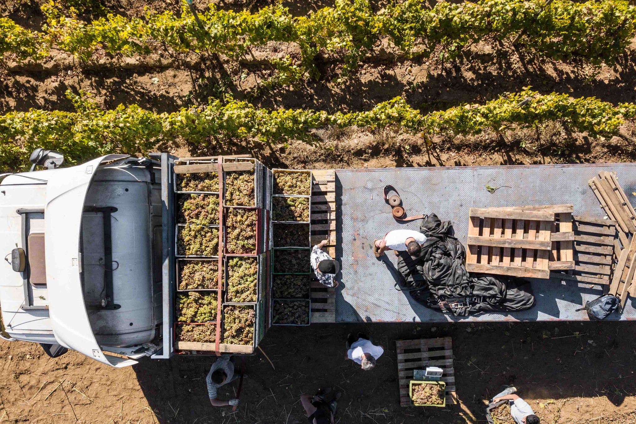 Caja de País, Maturana Wines, Patel